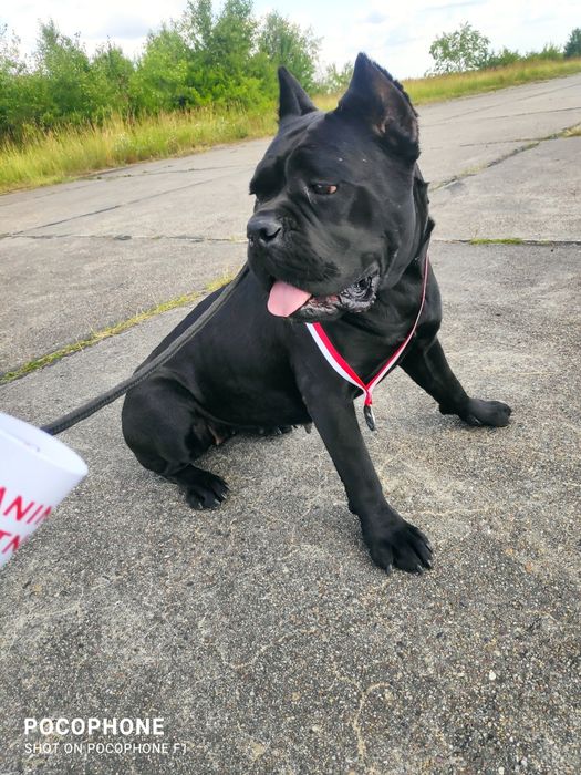 Cane Corso suczka hodowlana FCI ze wschodu