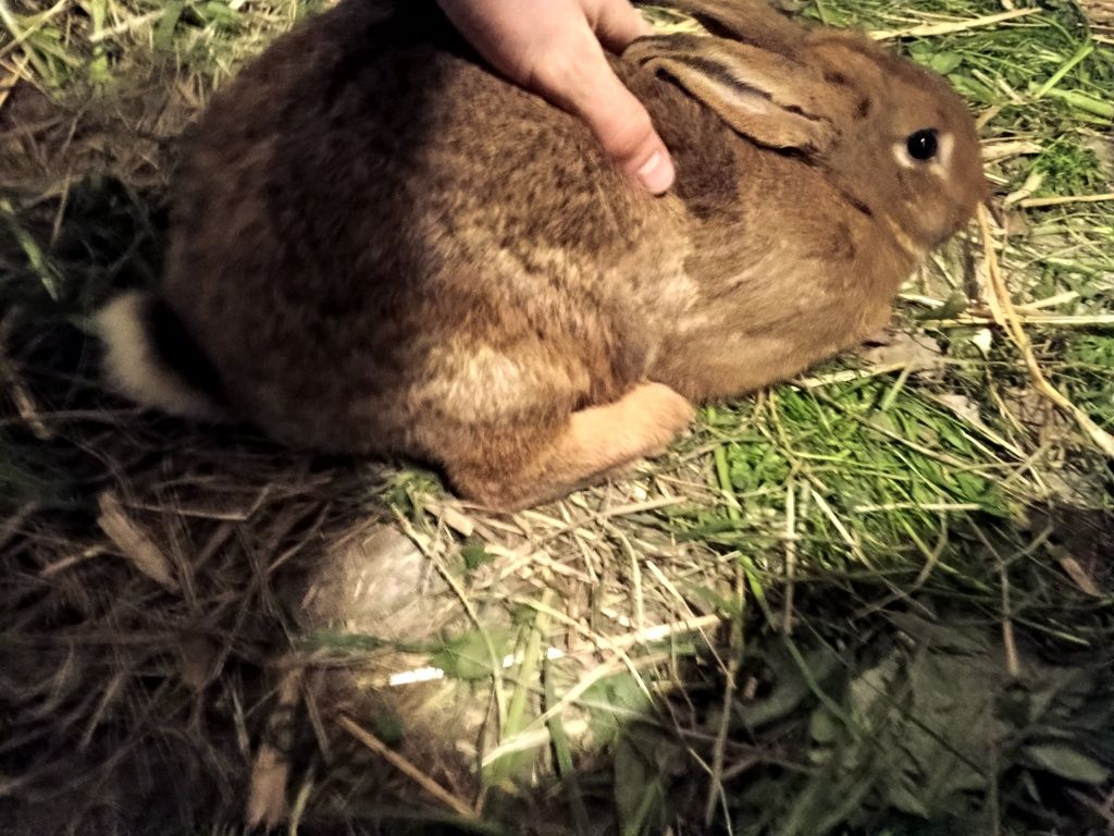 Sprzedam króliki termacki/nowozelandzki