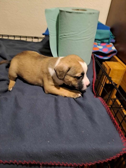 Отдам щенков в хорошие руки