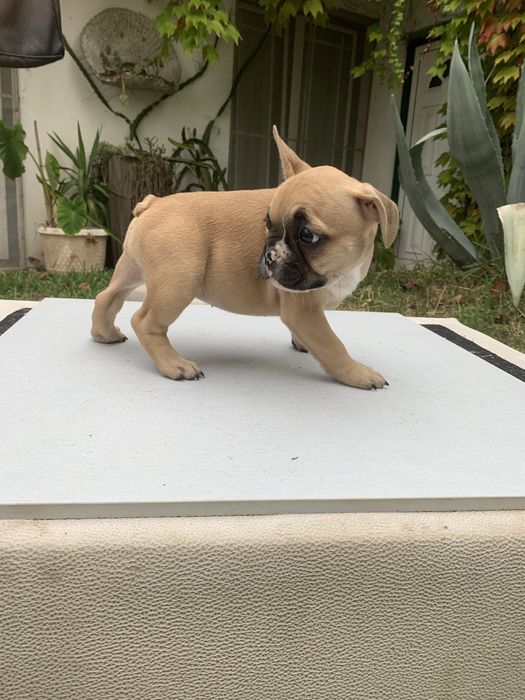 Bulldog francês bebé