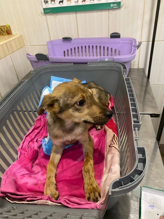 Подаруйте собачій дитинці родину!