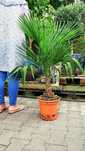Szorstkowiec fortunego (Trachycarpus), mrozoodporna palma, duże!