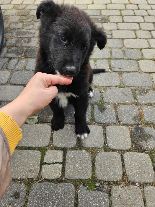 Oddam pieska po czarnym owczarku niemieckim