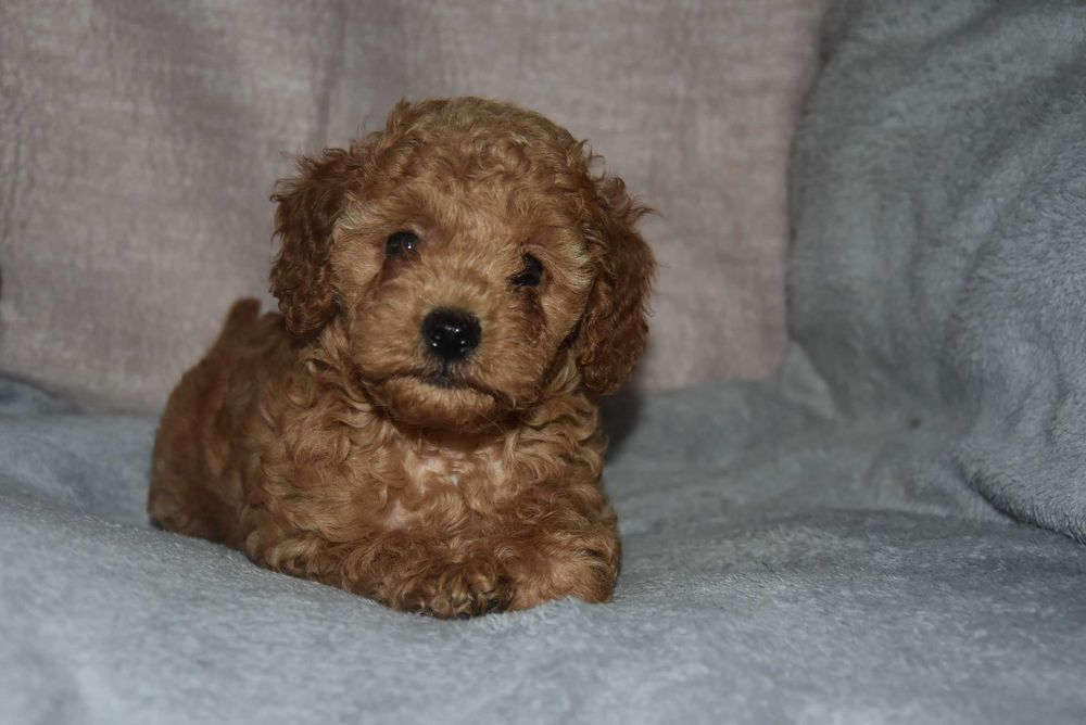 maltipoo śliczny szczeniaczek