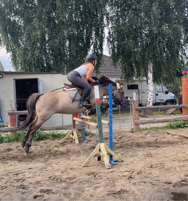 Klacz konik polski do ambitnej rekreacji lub małego sportu