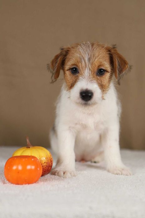 piesek Jack Russell terrier ZKWP/FCI szorstkowłosy