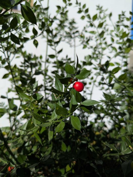 Gilbardeira grande - Ruscus aculeatus