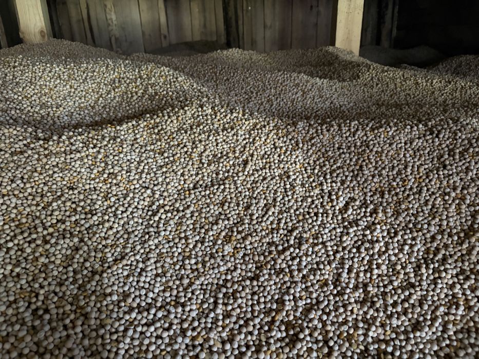 Groch siewny astronaut 2025 groch na poplony