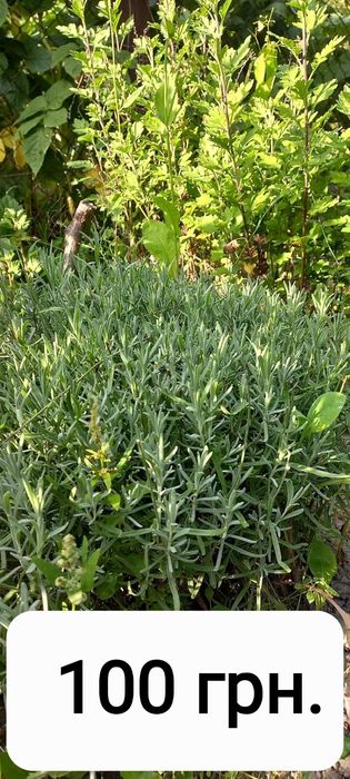 Лаванда вузьколистна