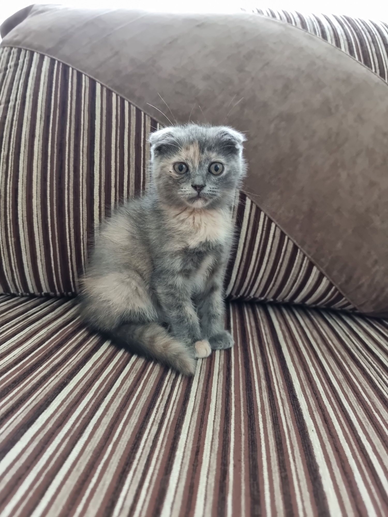 Грайливі кошенята