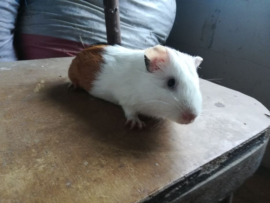 Морские свинки разные