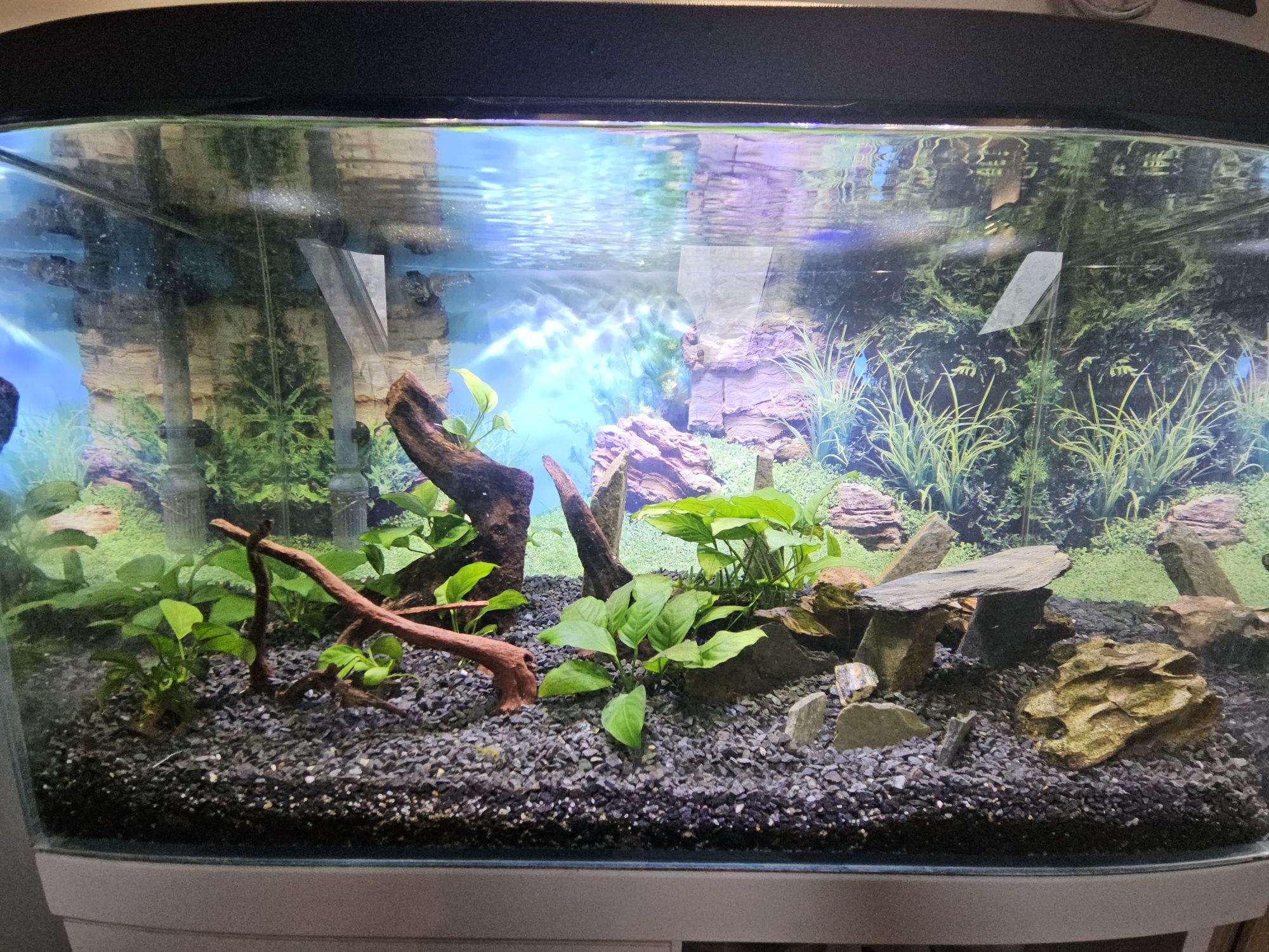 OKAZJA Akwarium optiwhite 60x35x30 + filtr eheim 2213 + szafka
