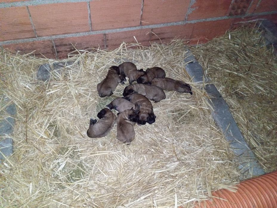 Cachorrinhos Serra da Estrela.