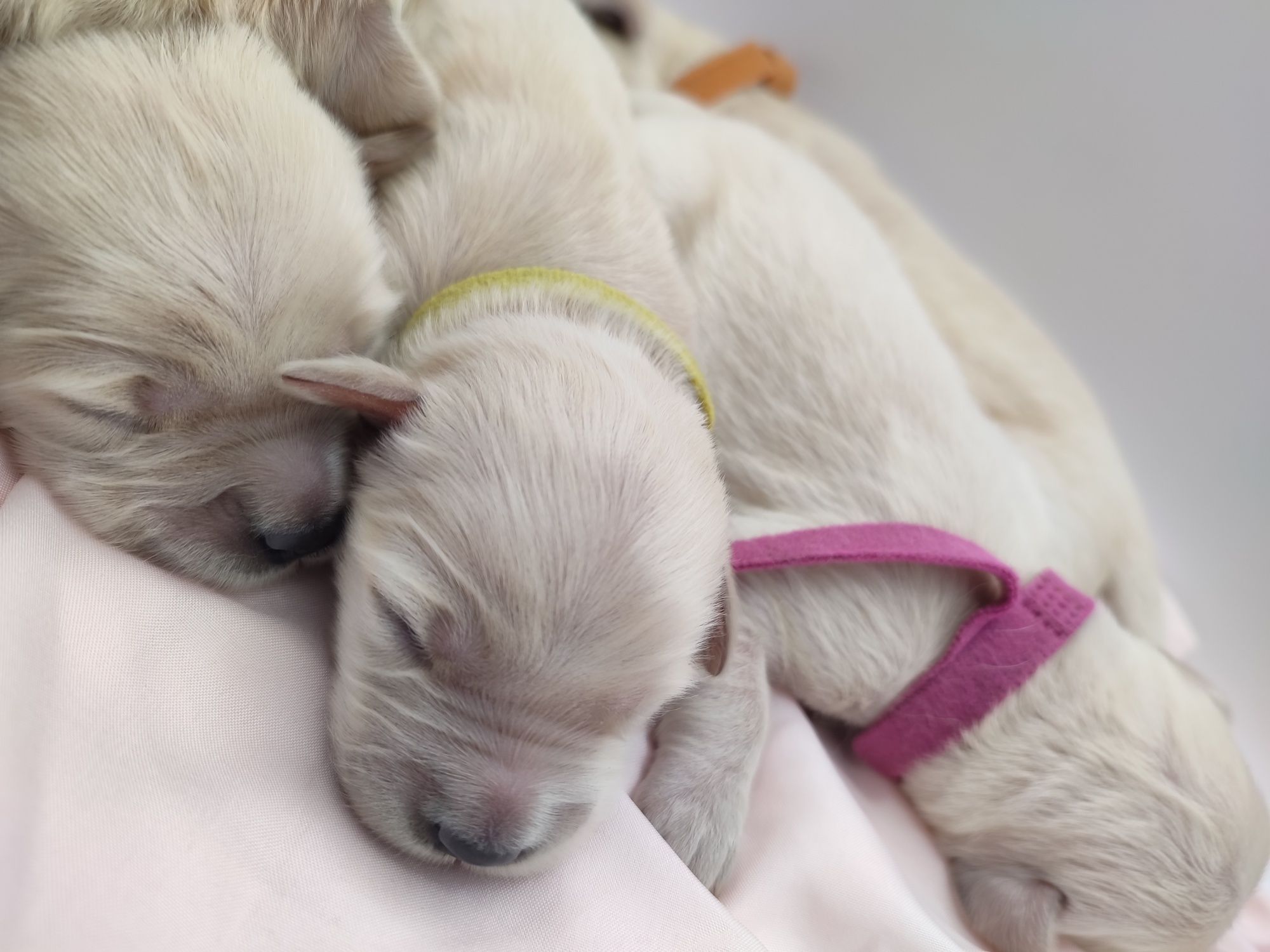 Golden retriever suczka do rezerwacji
