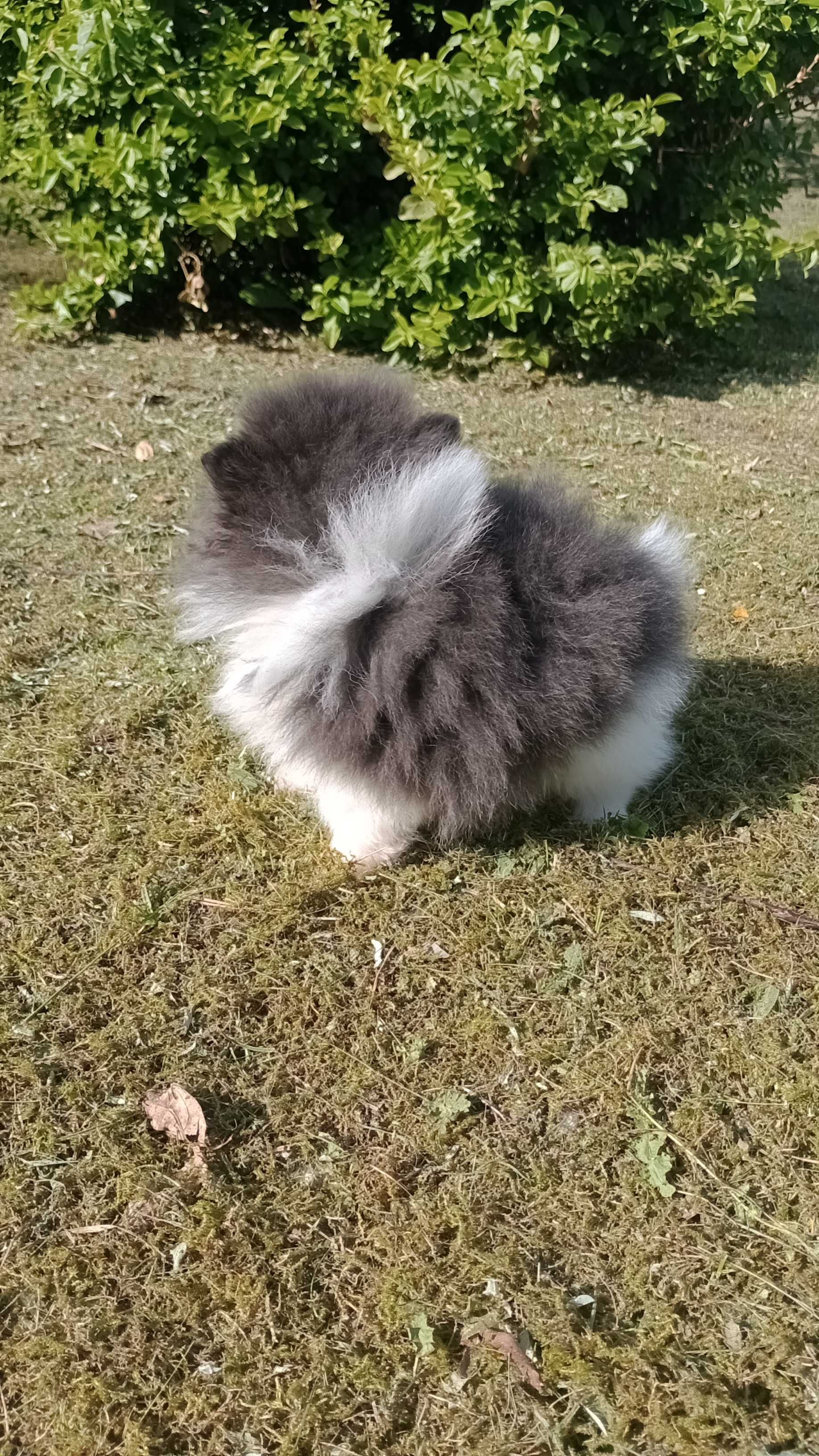 Śliczny chłopak Szpica Pomeraniana