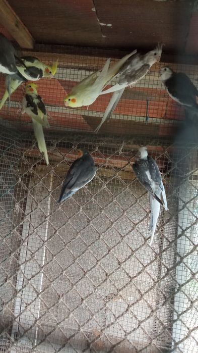 Caturras 2024 e 2025