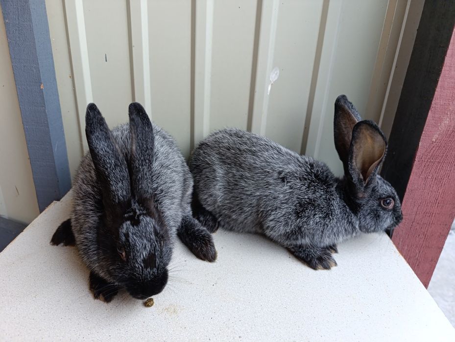 Кролі Полтавське срібло