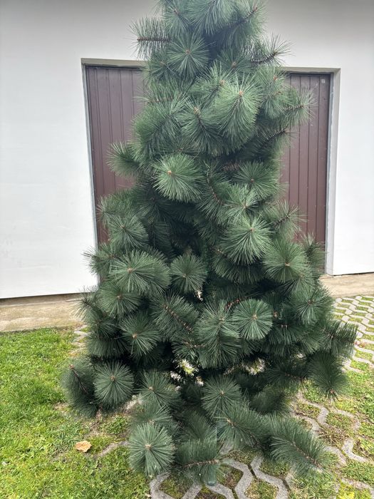 Sztuczna choinka sosna