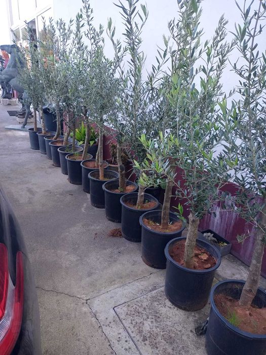 Oliveiras de Jardim 120/150 cm | tronco 2/4anos