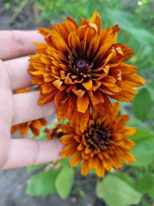 Рудбекия махровая неприхотливая