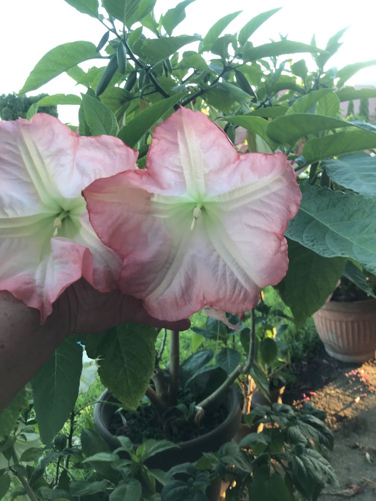 Datura - brukmansja nasiona mix szt 50