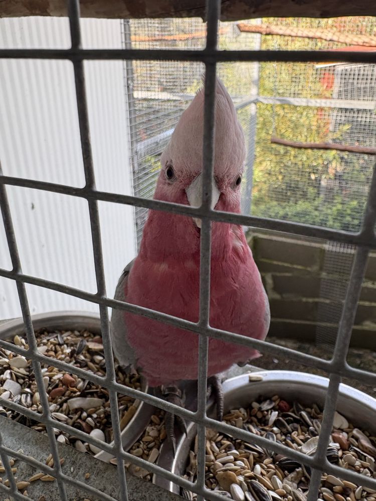Casal Catatua Galah