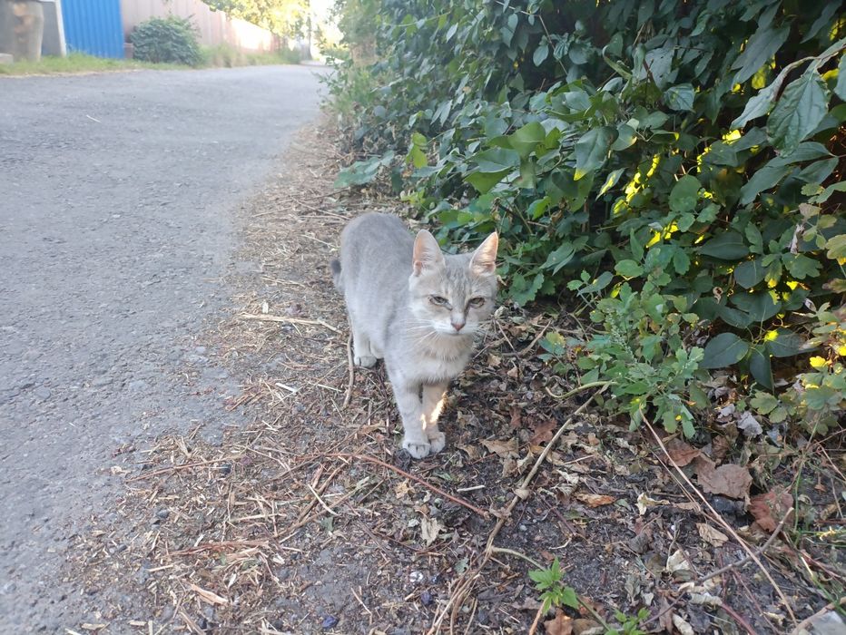 Котята-кошенята. Шукають людське тепло!