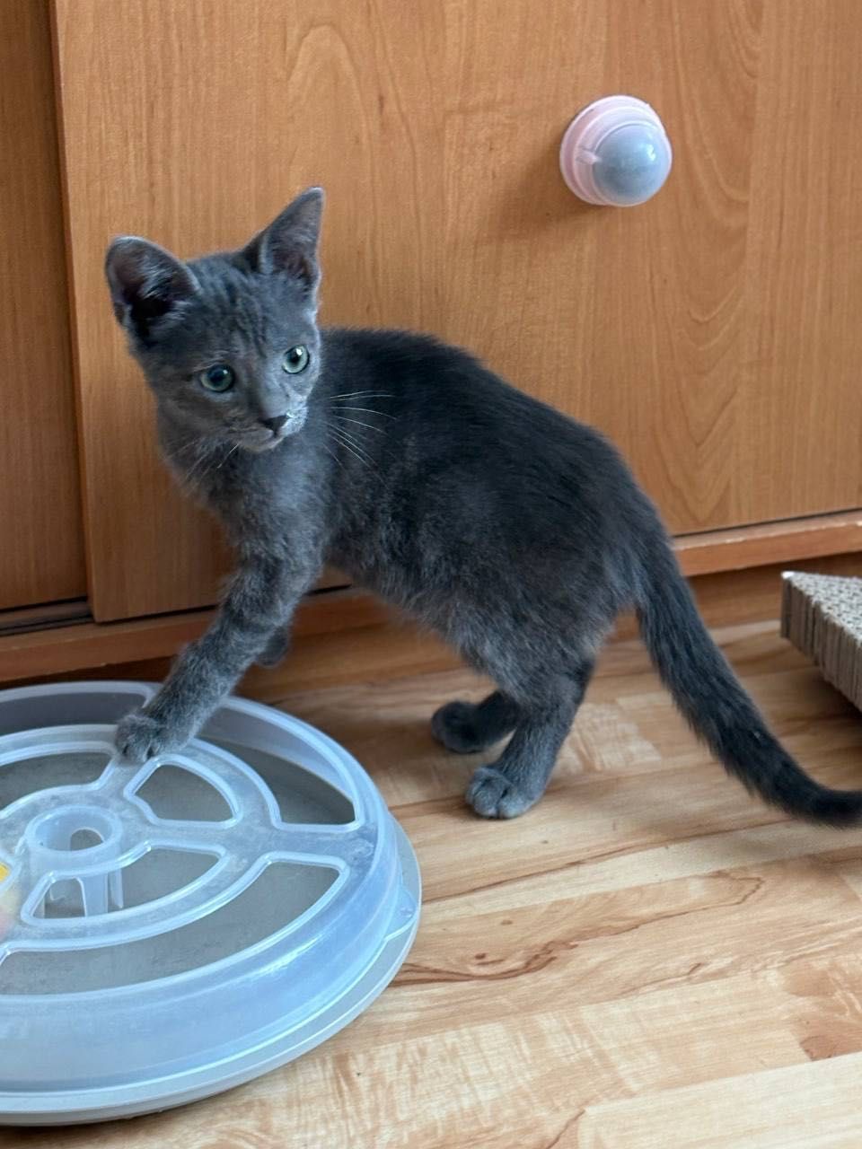 А-ля британец котенок бесплатно