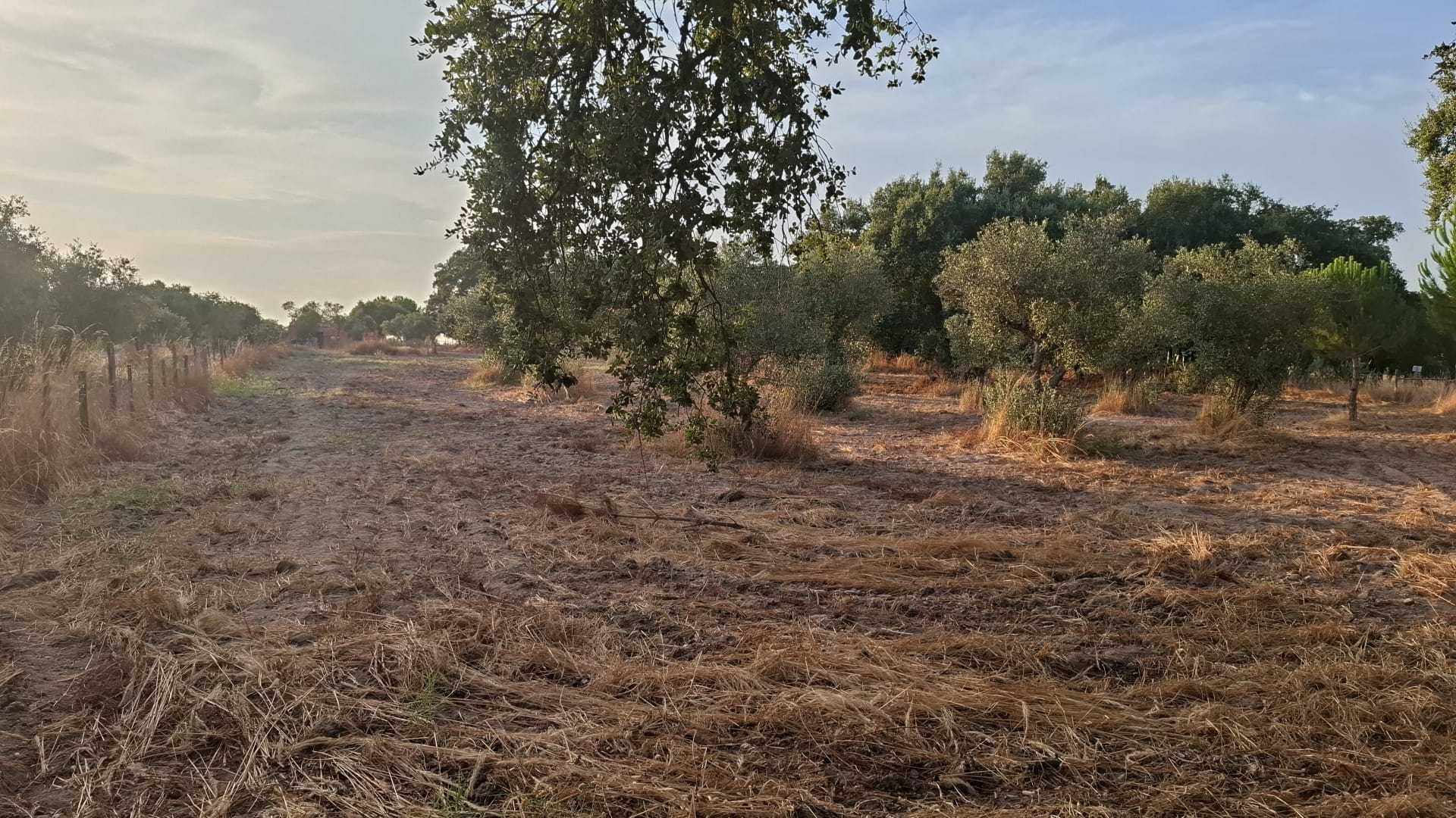 Terreno Agrícola