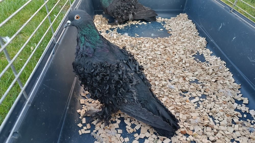 Gołębie loczki czarne, gołąb loczek