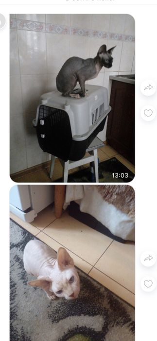 Сфінкси коти продам