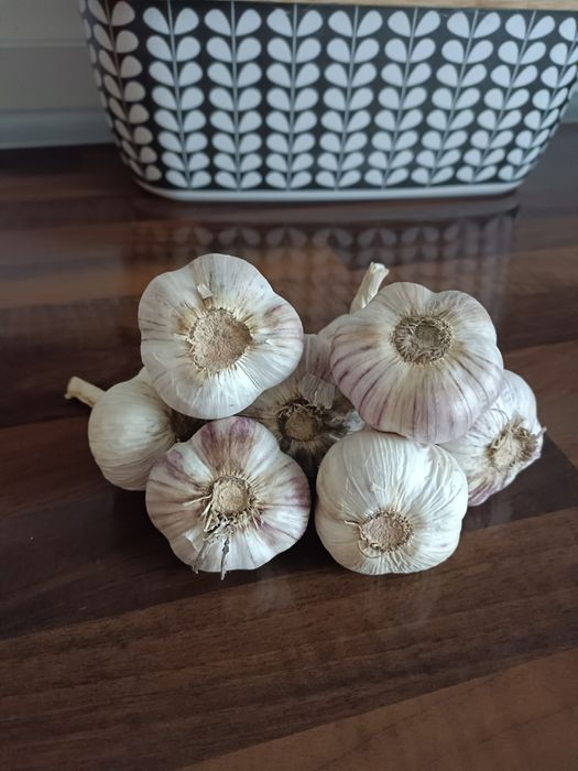 Czosnek ekologiczny 30 sztuk