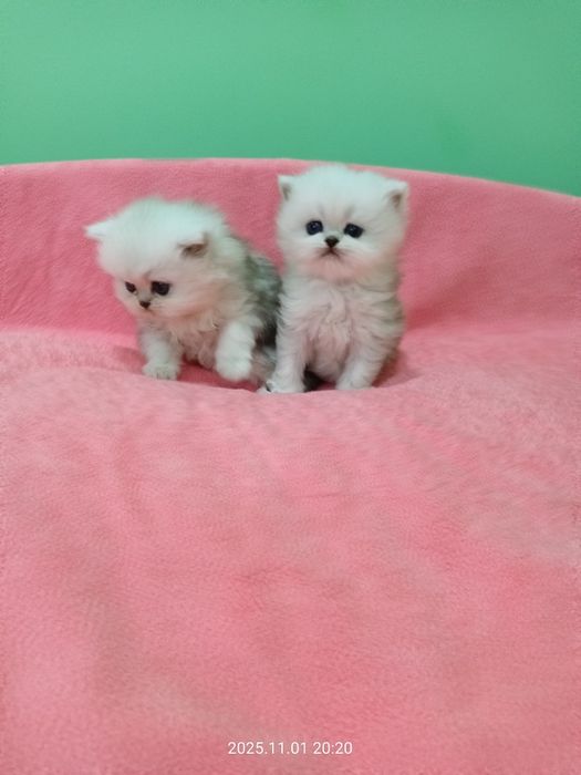 Британские котята