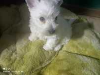 West highland white terrier - śliczna sunia