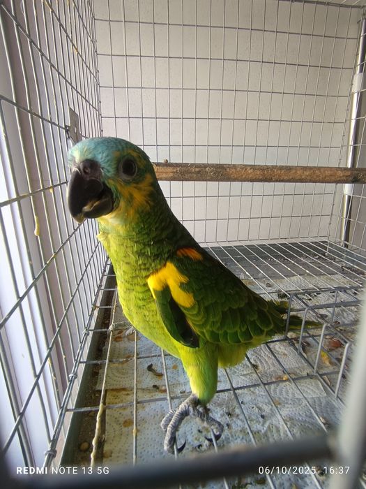 Aestiva para acabar de criar a mão