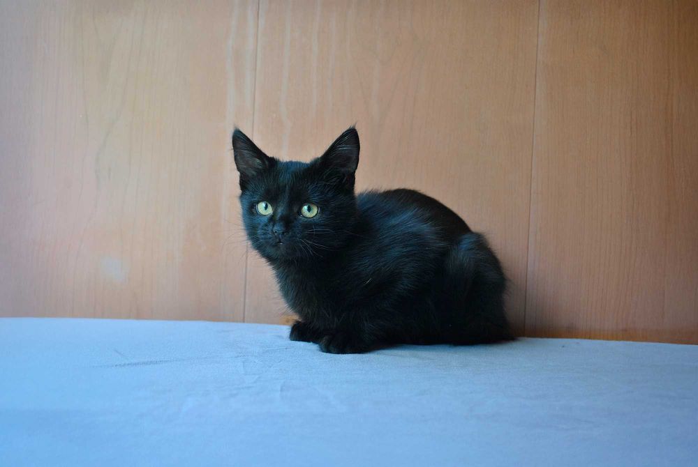 Кошеня, хлопчик В ДОБРІ РУКИ