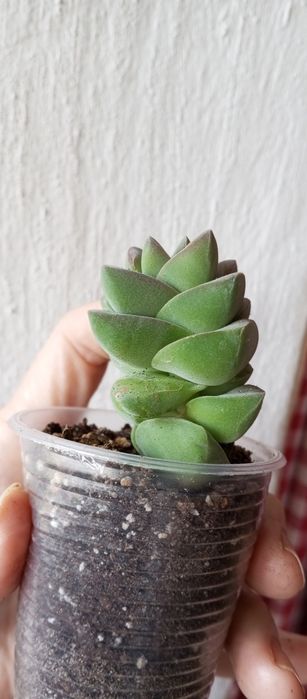 Суккуленты, ехеверии, крассулы