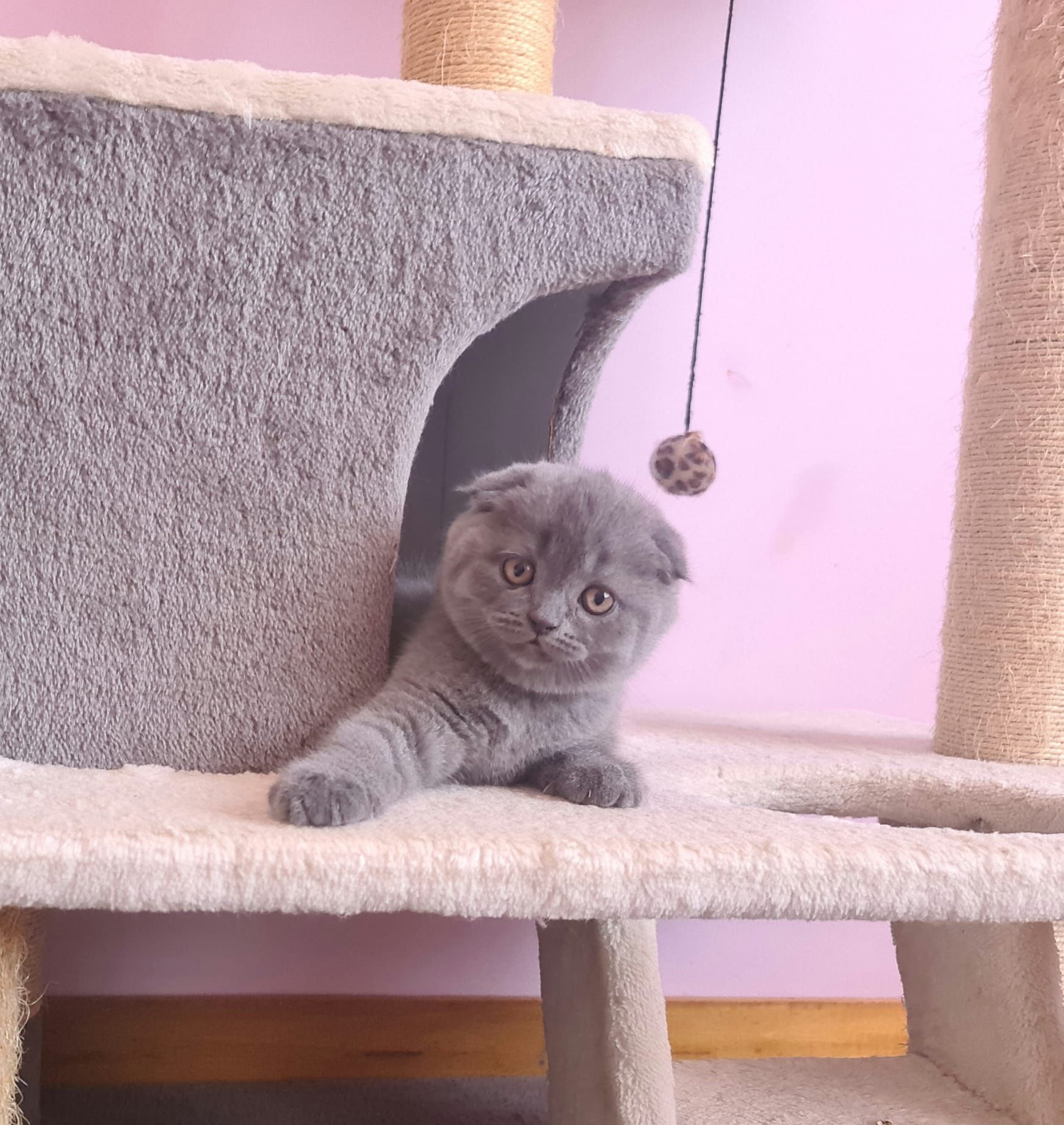 Scottish fold azul