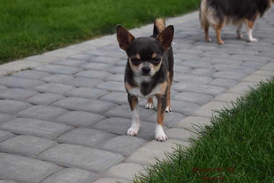 Chihuahua krótkowłosy BLUE & TAN z rodowodem ZKwP