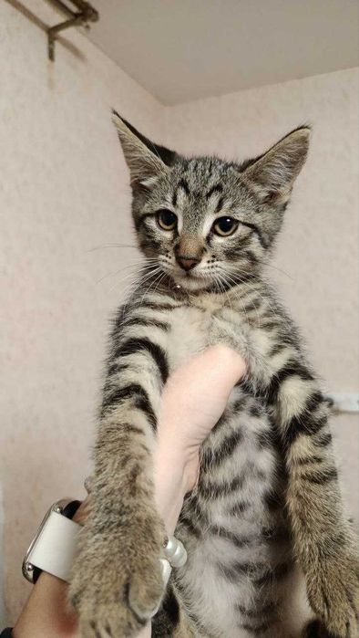 Милый котёнок Шнурок в добрые руки