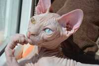 Sfinks kanadyjski różnooka kotka. Heterochromia. Super cena!!