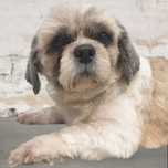 Suczka Shih-Tzu z metryką ZKwP (FCI)