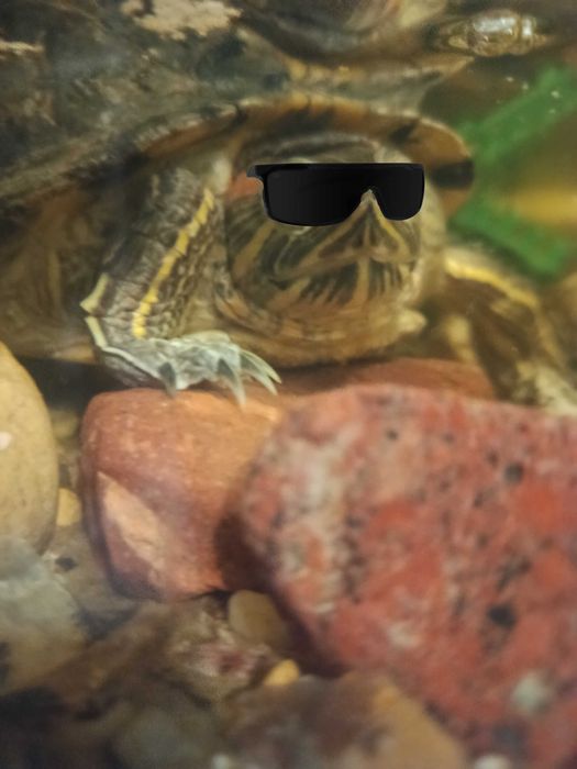 żółw wodno-lądowy