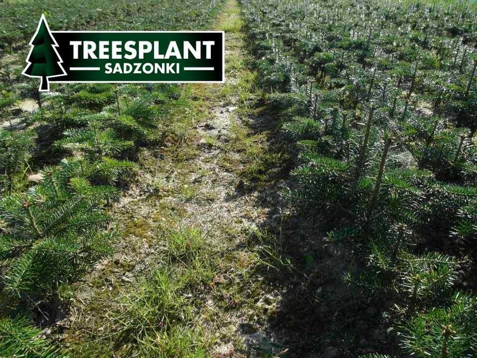 Sadzonki jodły jodła kaukaska 2/2,5 / świerk pospolity srebrny serbski