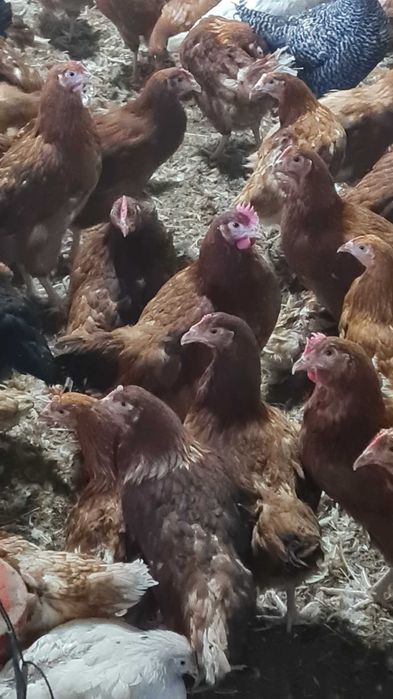 Kury Nioski ROSA młode już zaczynają nieść pierwsze jajka.FERMA DROBIU