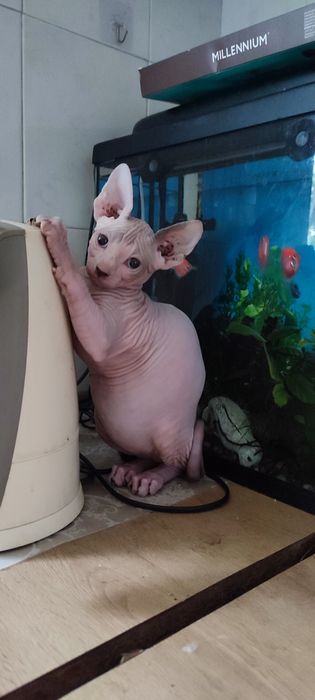 Котенок мальчик сфинкс