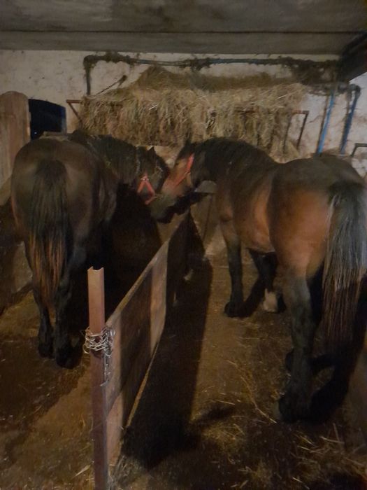 PKZ -2 Klacze Zimnokrwiste, 1.5 roku