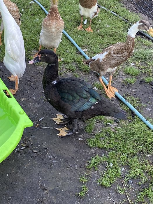 Kaczki francuskie piżmowe kaczor