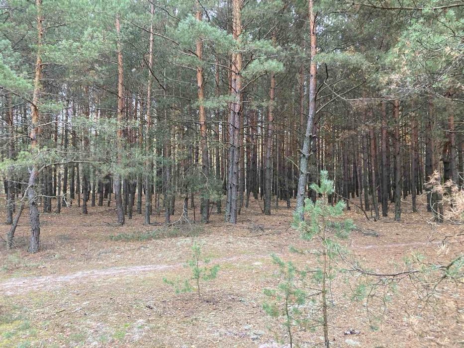 Продам земельну ділянку в с. Пірнове