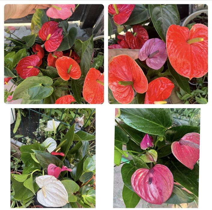 Распродажа антуриума от 200гривен с цветами